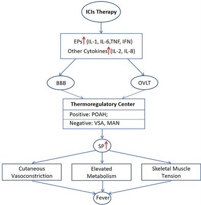 Fever of unknown origin associated with immune checkpoint inhibitors